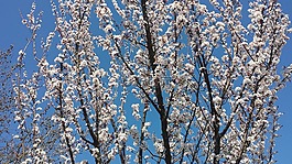 杏仁,城市公園,葡萄牙