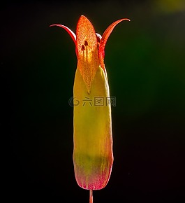 歌德植物,開花,三七