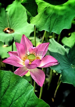 蓮花,花,粉紅色