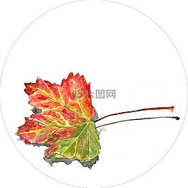 葉,秋,性質(zhì)