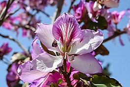 花,雄蕊,樹