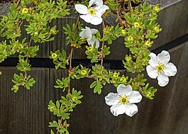 委陵菜 abbotswood,開花,矮人