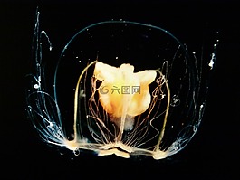 海蜇,夜光,水下