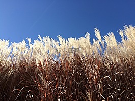草,冬天,天空