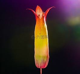 歌德植物,開花,三七