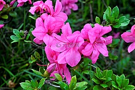 花,紫色,紫色花