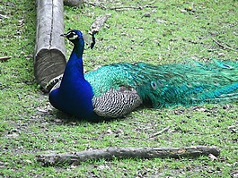 孔雀,鳥,動(dòng)物園