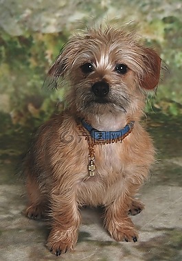 小獵犬,動物,狗