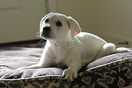 狗,寵物,動物