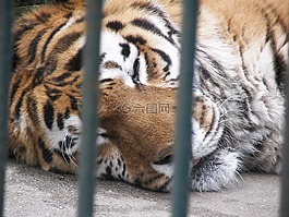獅子,籠,動物園