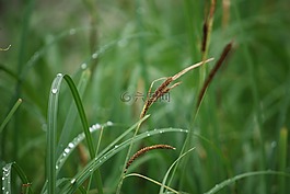 芦苇,草,露水