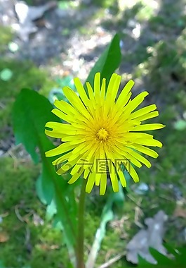 蒲公英,黃色,關(guān)閉