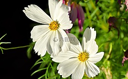 白花,宏,雌蕊