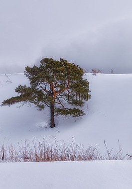 雪,松,云
