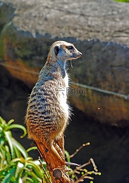 貓鼬,動物園,動物