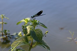 蓑羽,蜻蜓,池塘