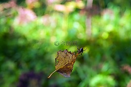 夏季,工作表,蜘蛛