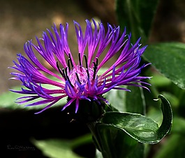 花,紫色花,花的