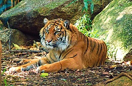 老虎,動物,哺乳動物