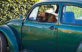 狗,汽車,大眾