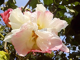 槿,白,開花