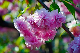 japaninsche 樱桃,樱桃,鲜花