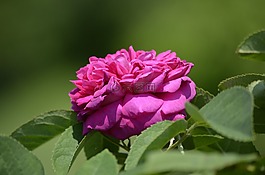 玫瑰,花,夏季