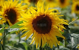 向日葵,黃色,花