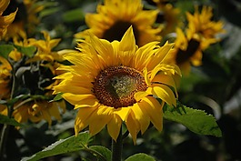 向日葵,黃色,花