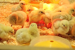 雞,熱,教學(xué)