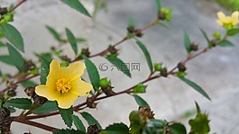 野生,花,黃色