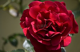 紅玫瑰,玫瑰,鮮花