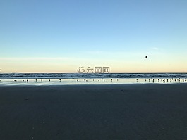 海灘,海鷗,和平