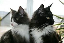 猫,宿醉,mainecoon