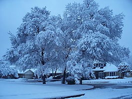 雪,樹,冰