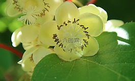 花,獼猴桃,開花