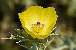 argemone,墨西哥,花