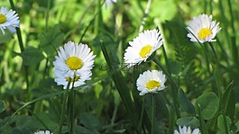 春,鮮花,白