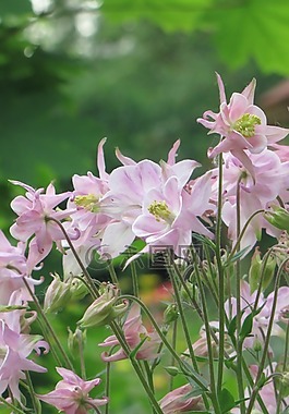 春,鮮花,粉紅色
