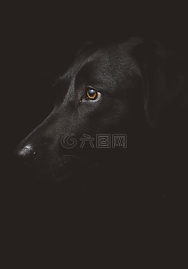可愛的,動物,狗