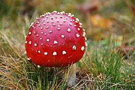 真菌,紅色,毒