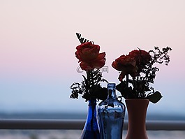 花,玫瑰,日落