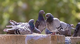 動物,鳥,散景
