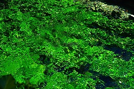水生植物,綠色,經(jīng)濟增長