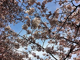 櫻花,天空,春天