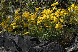 春天,花卉,野