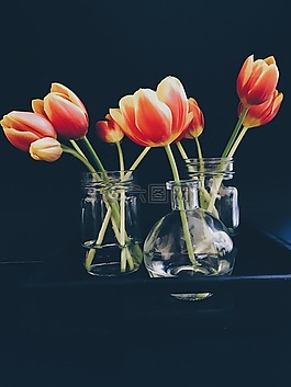盛開,開花,裝修