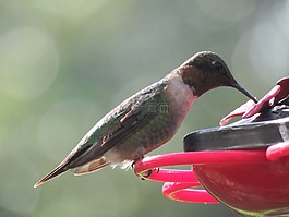 鳥,蜂鳥,野生動物