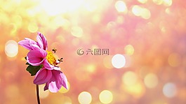花,開花,盛開