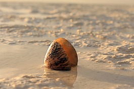 蝸牛,砂,海